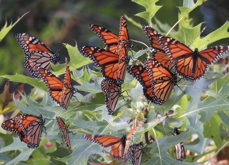 monarch butterflies in leaves