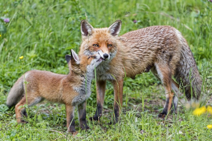 Foxes EllenKombiyil