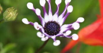 Spoon shaped flower Rappaccini Garden