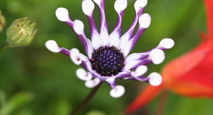 Spoon shaped flower Rappaccini Garden