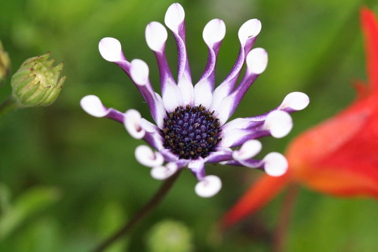 Spoon shaped flower Rappaccini Garden