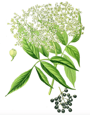 elderberry illustration