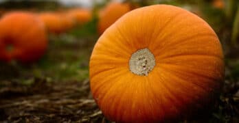 fall pumpkins