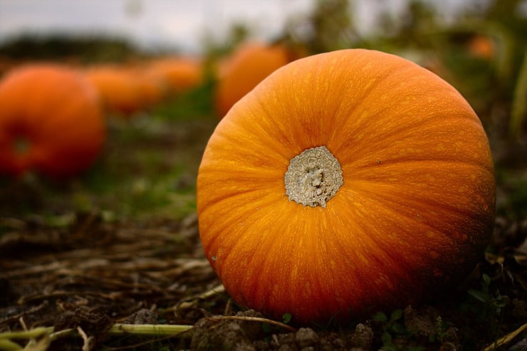 fall pumpkins