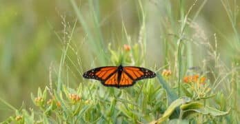 monarch butterfly in wildflowers