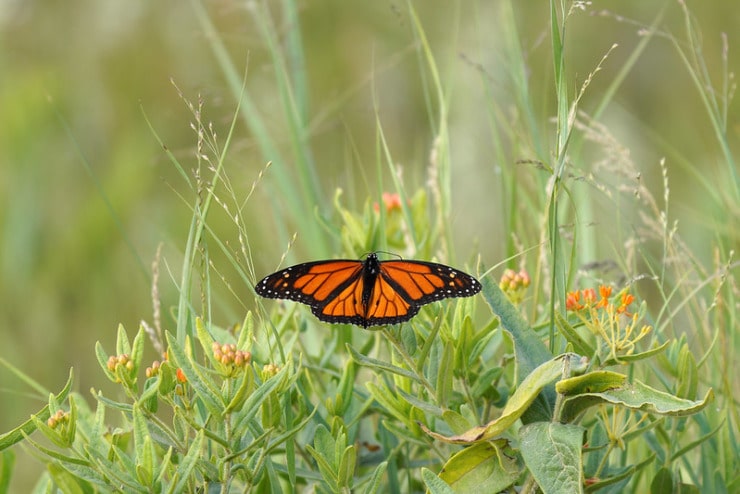 monarch butterfly in wildflowers