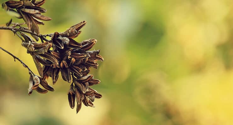 Dead flowers Sarah Carey