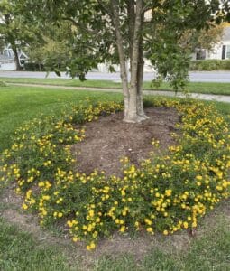 yellow lantana