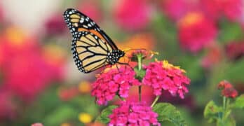 Monarch lantana