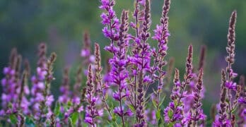 invasive purple flowers