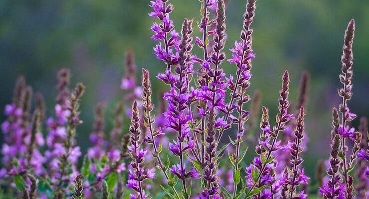 invasive purple flowers