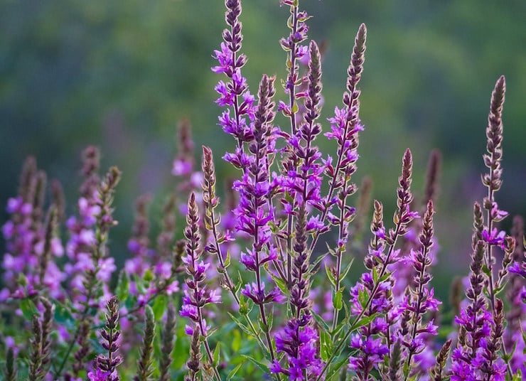 invasive purple flowers