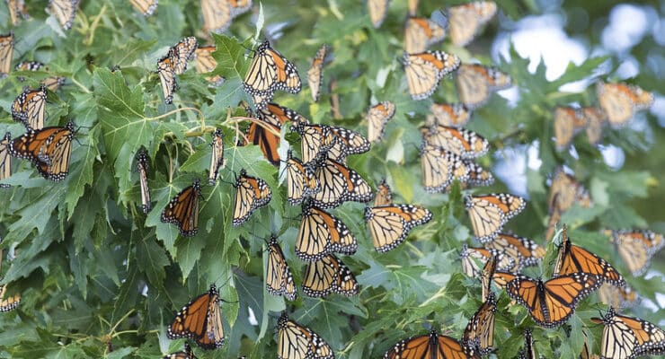 monarch butterflies in tree