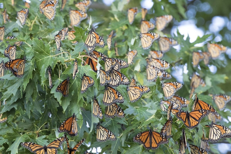 monarch butterflies in tree