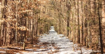 Snowy trail Trommer