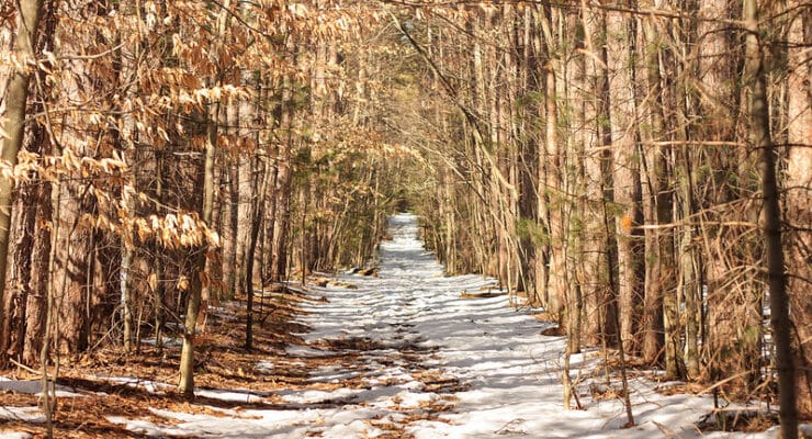 Snowy trail Trommer