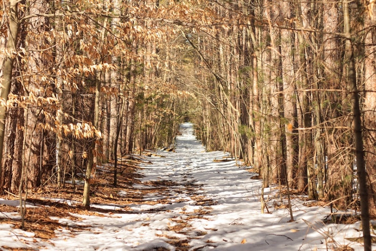 Snowy trail Trommer