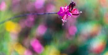 bright pink flower bokeh