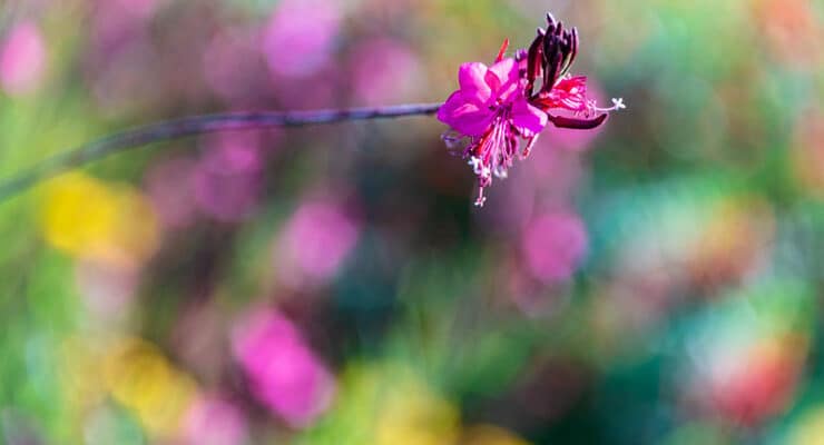 bright pink flower bokeh