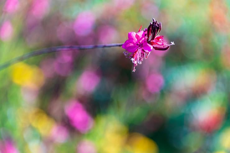 bright pink flower bokeh