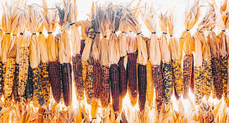 corn of many colors poetry prompt