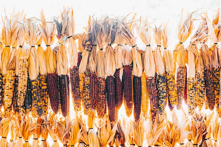 corn of many colors poetry prompt