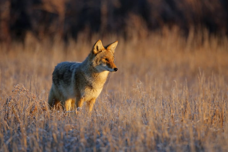 Coyote Van Vliet