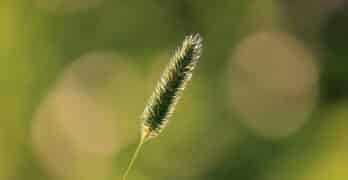 Seed stalk