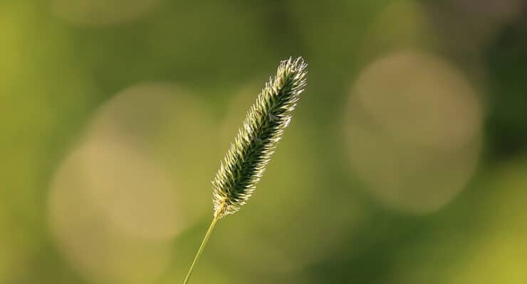 Seed stalk