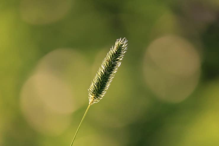 Seed stalk