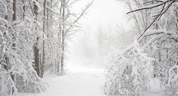 Snowy woods holiday gifts