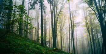 forest hillside Allnut