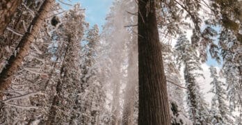 idaho tall trees in snow