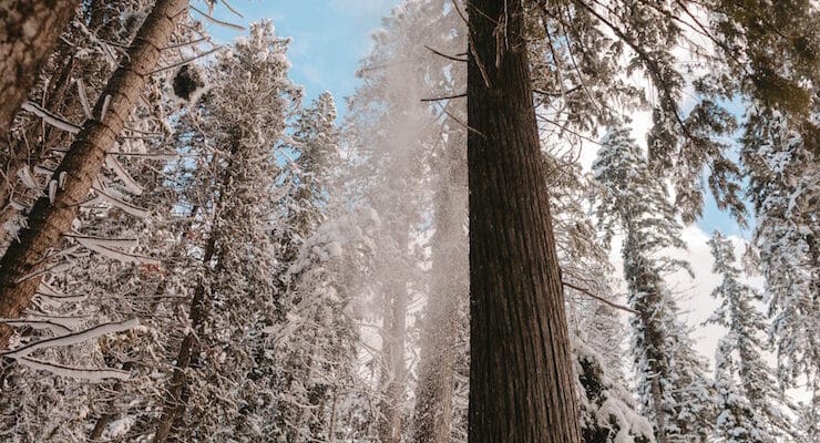 idaho tall trees in snow