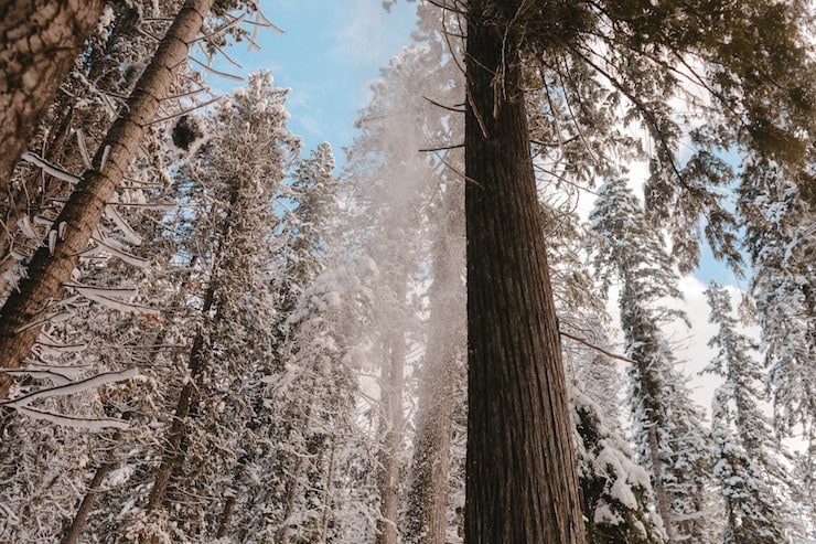 idaho tall trees in snow