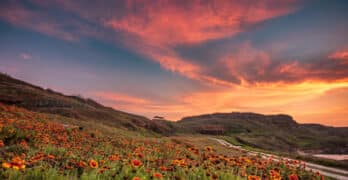 gravel road with poppies