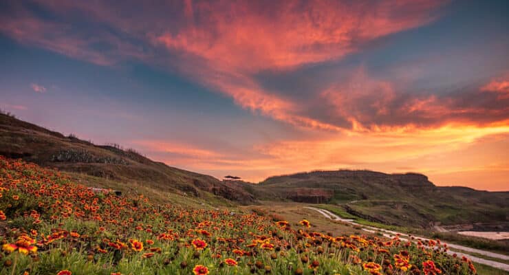 gravel road with poppies