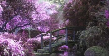 japanese garden purple-where the wild things are poetry prompt