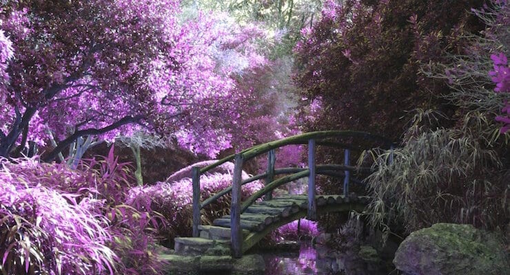 japanese garden purple-where the wild things are poetry prompt